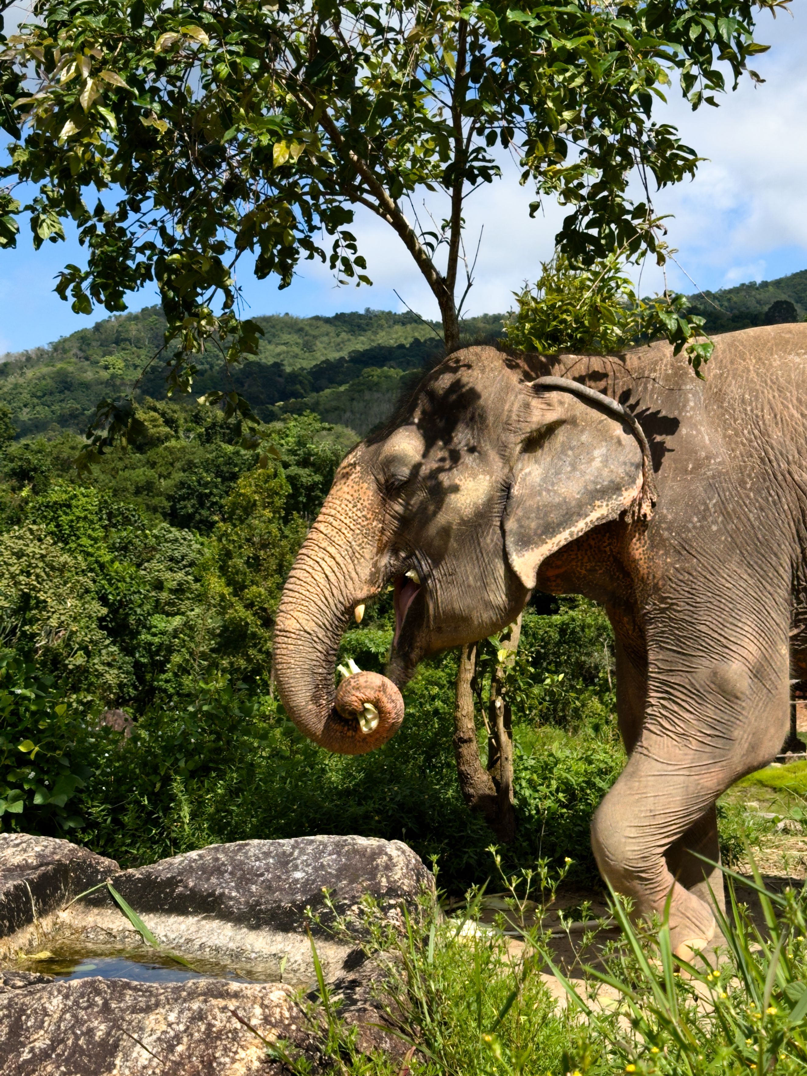 Elephant at an ethical, no-riding elephant sanctuary in Phuket
